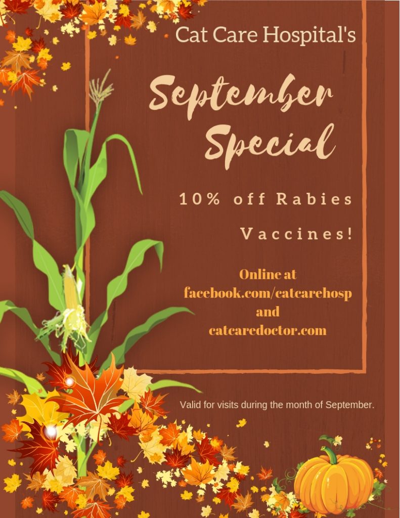 Specials Cat Care Hospital